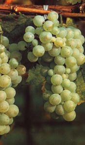 Seltene rebsorte Blanc di San Zuan-Emilio Bulfon