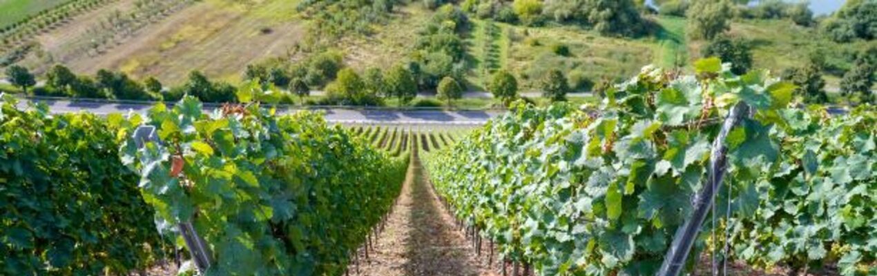 Franken kann Rotwein: Große Rotweine aus Franken entdecken