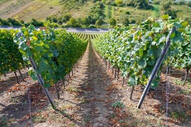 Franken kann Rotwein: Große Rotweine aus Franken entdecken