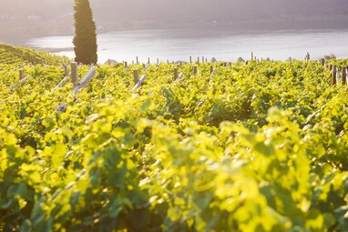 Frankenwein – Weinlandschaft und Weinregion Franken entdecken